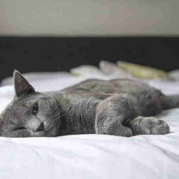 stress relieving activities like a relaxed cat