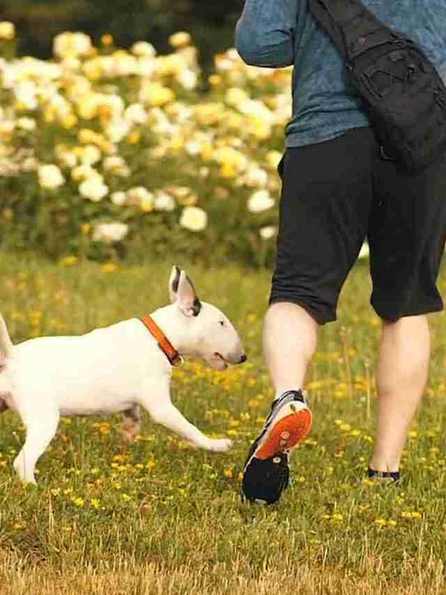 Does Walking Make You Smarter?